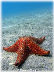 Something very simple.... lone starfish. by Theresa Tracy 